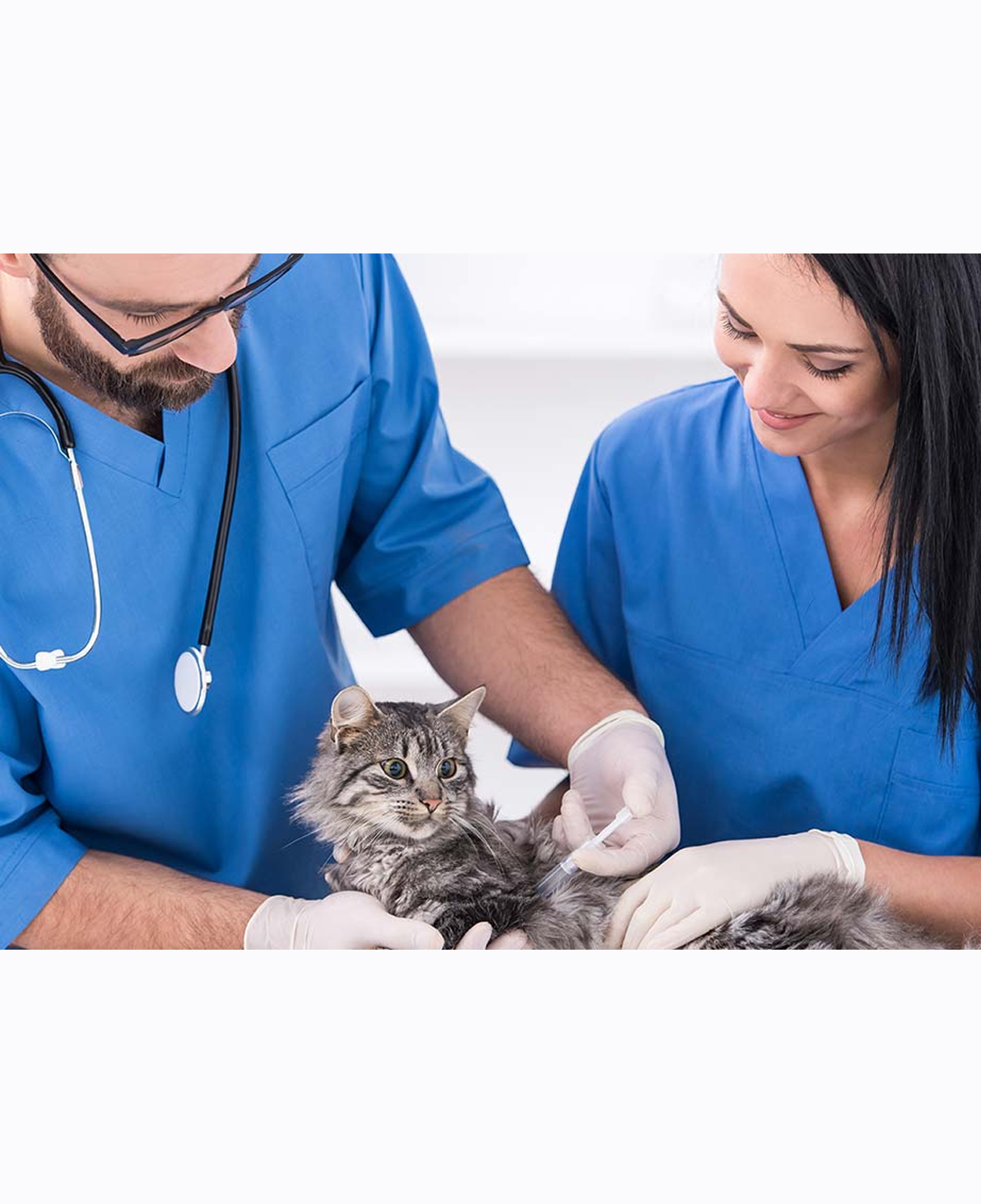 Diploma in Veterinary
