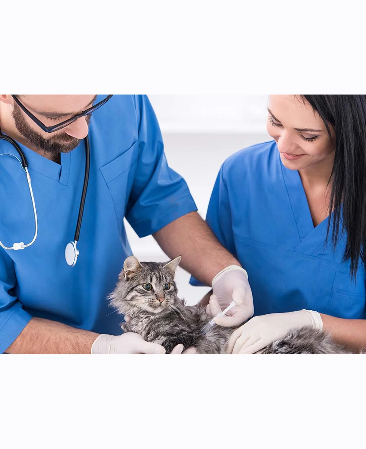 Diploma in Veterinary